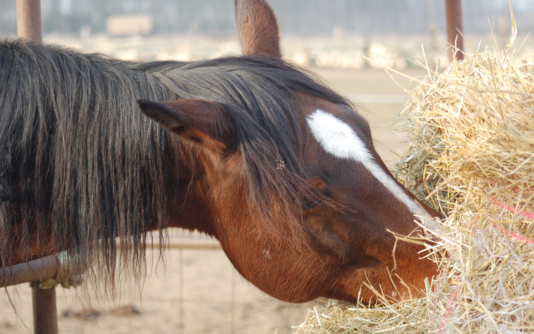 10 Fakten zur Verdauung gesunder Pferde, die ein Pferdebesitzer wissen sollte (Verdauungstrakt Teil 1)