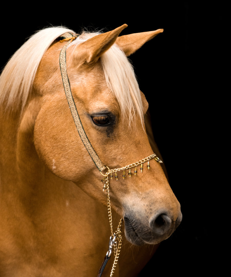 DrLucie Physiotherapie gesunde Pferde