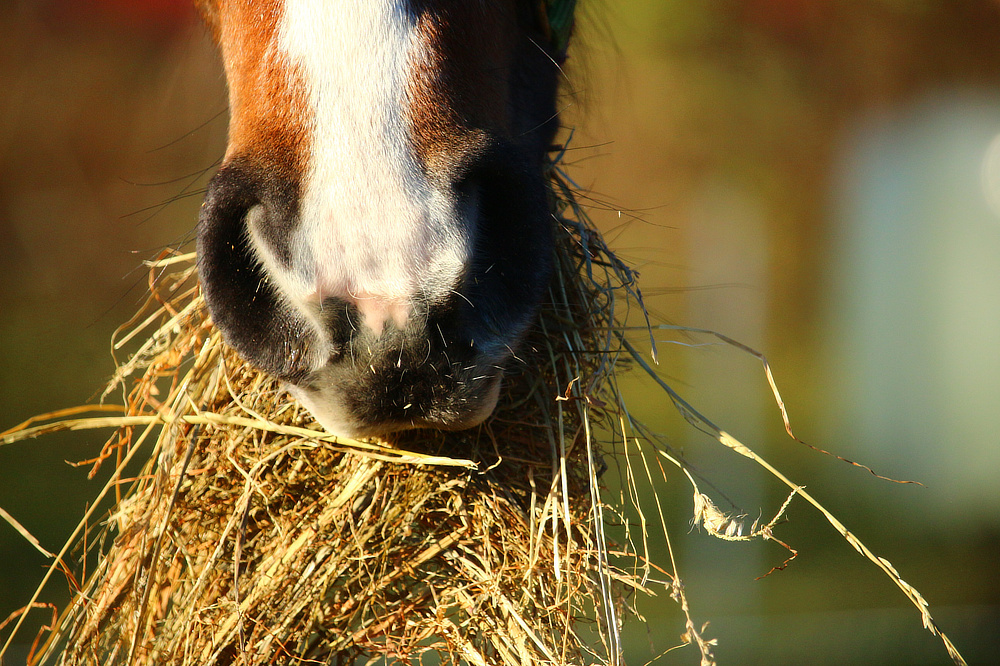Pferde Nahrung Heu Verdauung