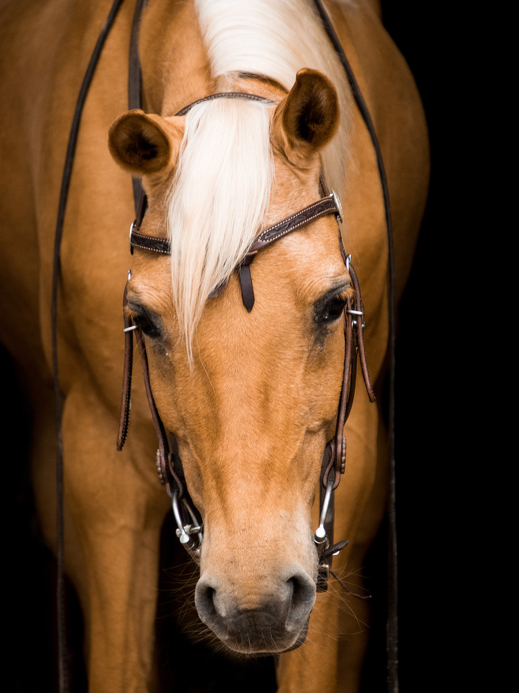 cavalry-3536473_16zu9 Rittigkeit DrLucie gesund