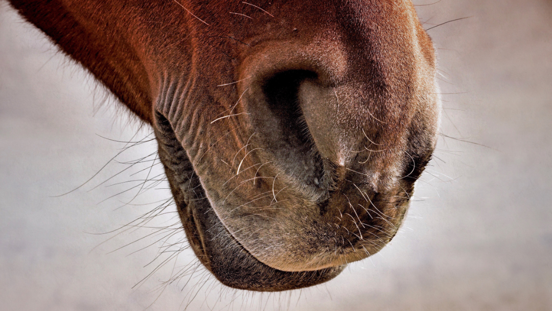 Pferde können Angst oder Glücksgefühl von Menschen riechen